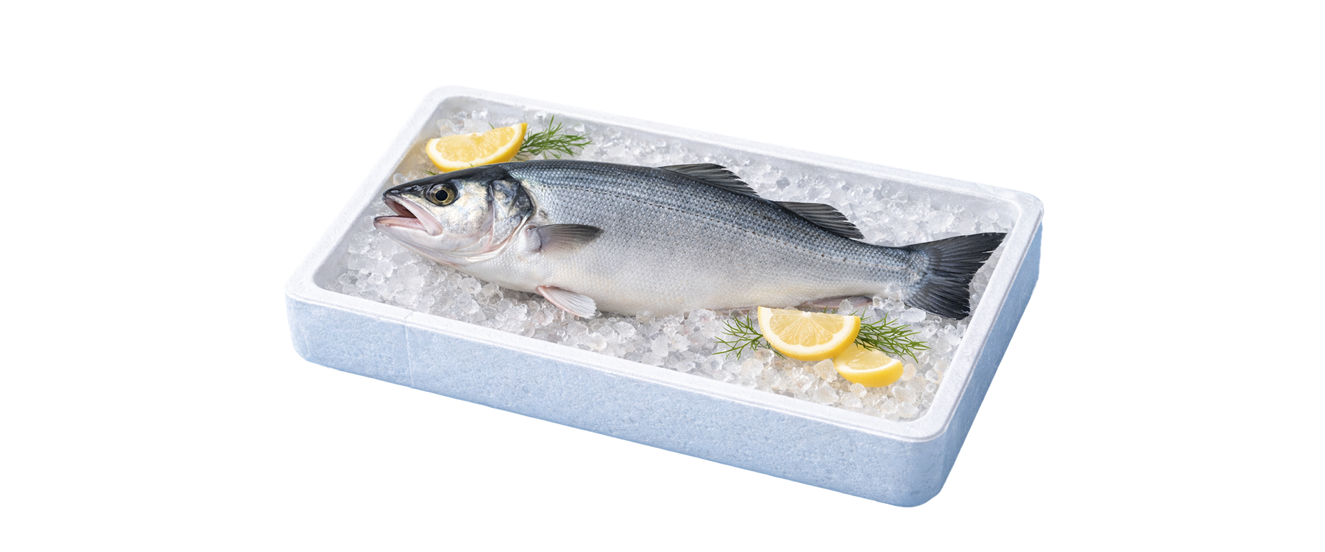 Levrek İhracat Paketleme